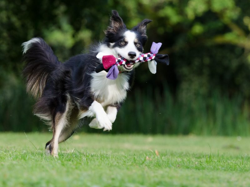 border-collie-672633_1920