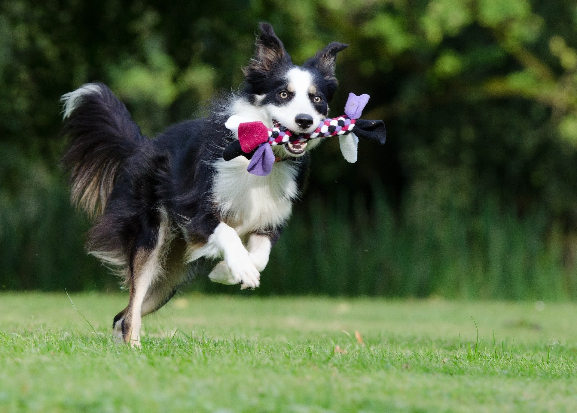 border-collie-672633_1920